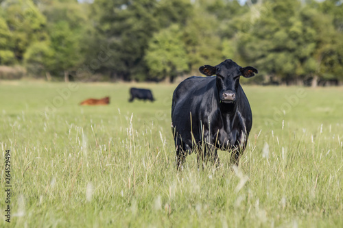 Black Angus cow in summer pasture photo