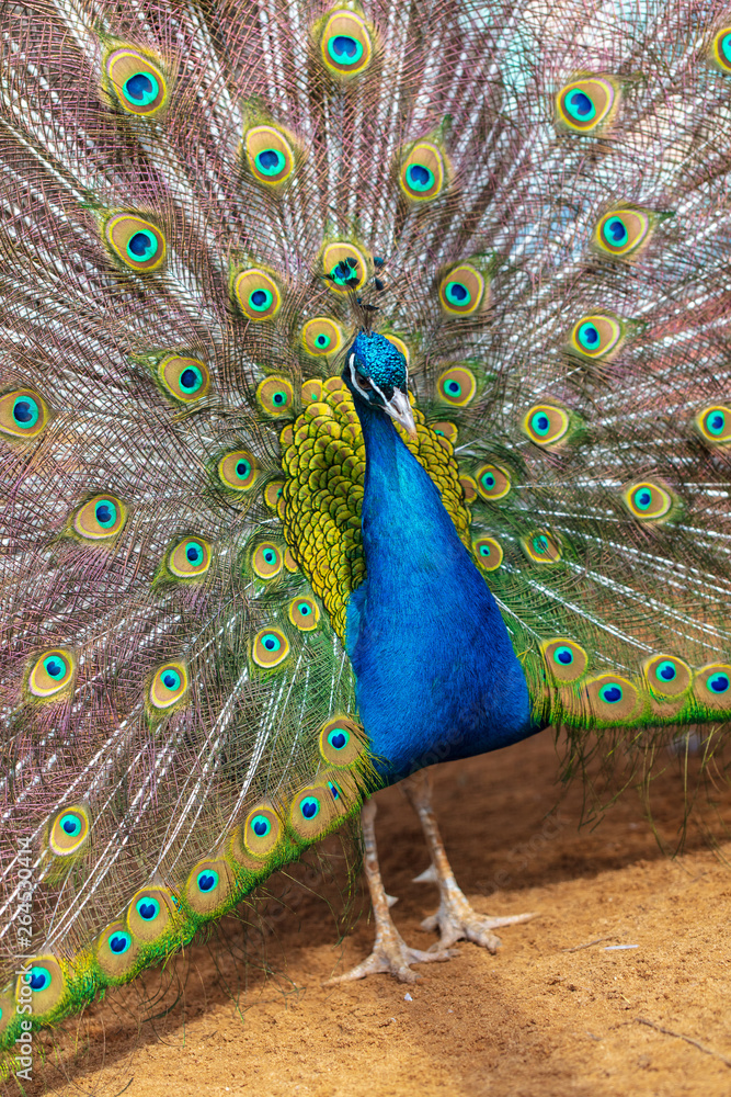 Obraz premium Portrait of a peacock in a zoo