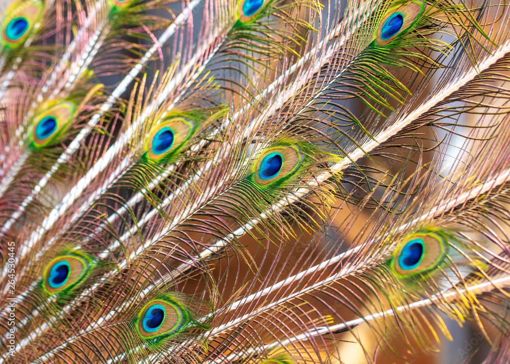 Obraz premium Peacock feathers on nature as background