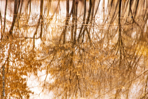 Reflection of trees in the water in early spring