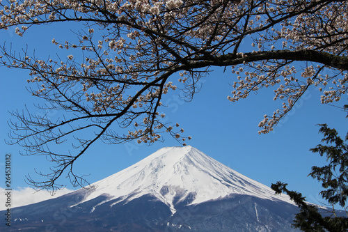 新倉山から望む富士山と桜
