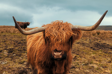 Tableau sur toile Vache des Highlands Scottish Hairy Cow  © Zack