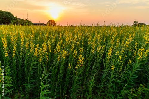 sunhemp field in sunset time/  Crotalaria juncea photo