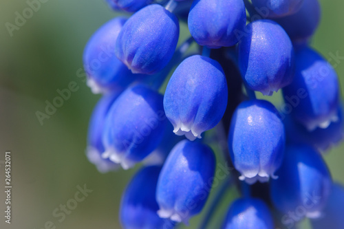 Beautiful Muscari or Grape hyacinth closeup © Vesna