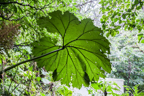 Foglie nella foresta