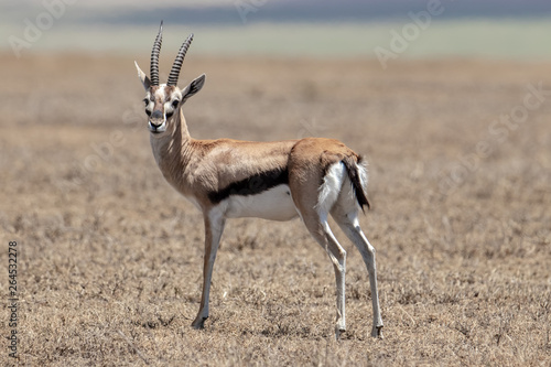 Thomson’s gazelle photo