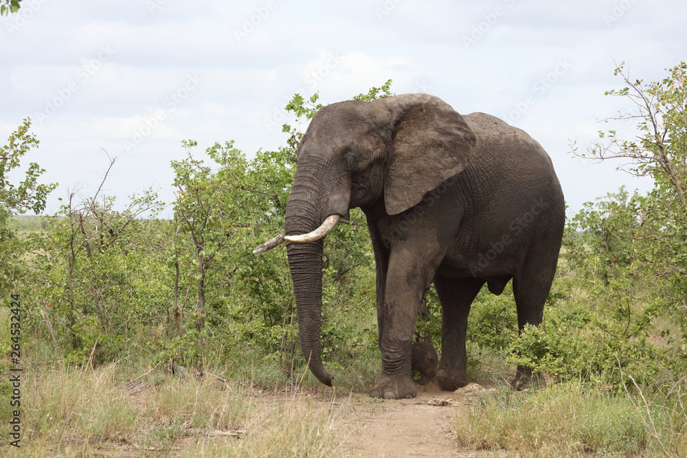 Afrikanischer Elefant / African elephant / Loxodonta africana