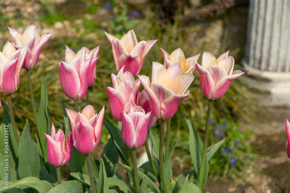 Fototapeta premium pink tulips in the garden