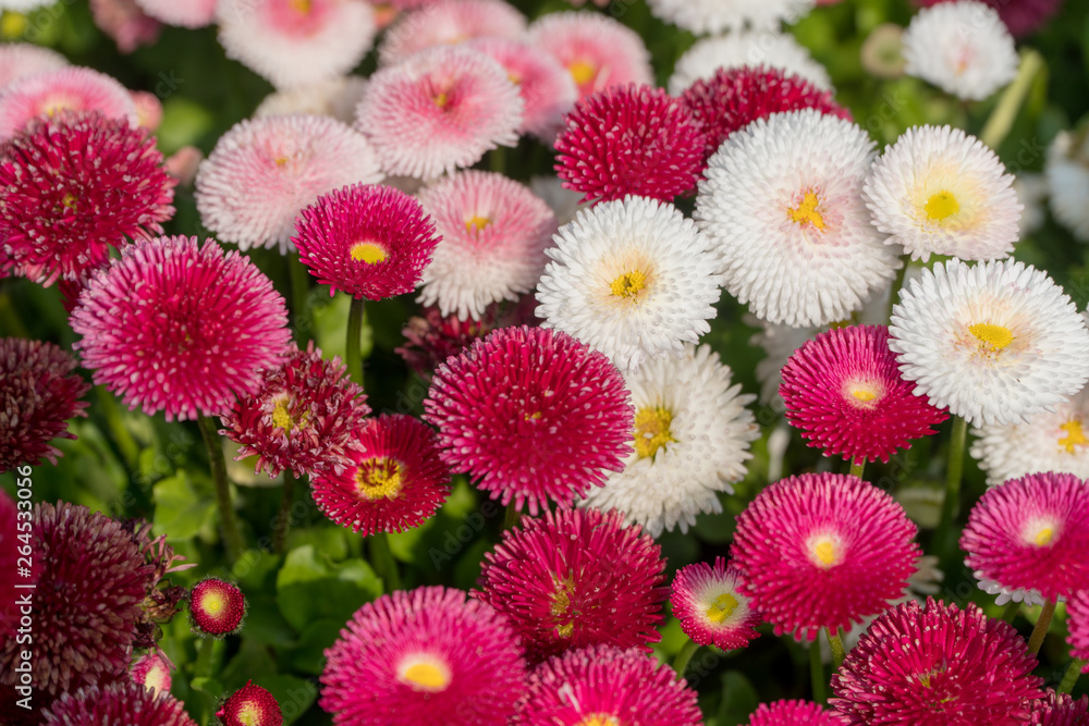 romantic valentines pink flowers romantic valentines pink flowers
