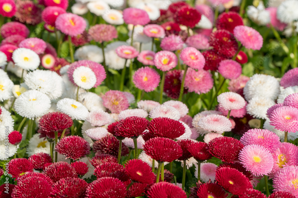 romantic background valentines pink flowers romantic background valentines pink flowers
