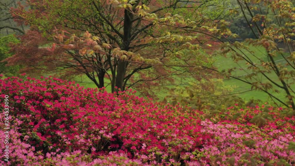 Azalea flowers catching the spring sunshine, nestled on the hillside of the Queen’s Windsor Great Park, Surrey, UK Azalea flowers catching the spring sunshine, nestled on the hillside of the Queen’s Windsor Great Park, Surrey, UK