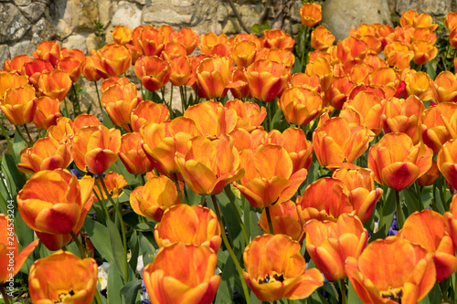 colourful orange tulips in spring