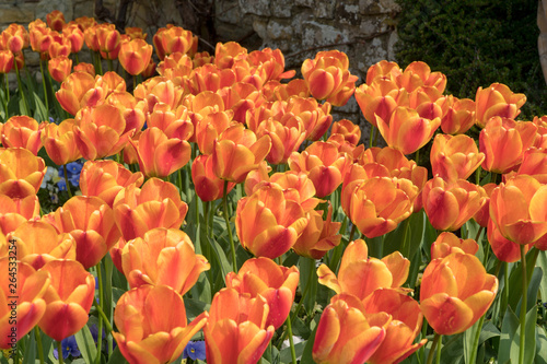 colourful orange tulips in spring