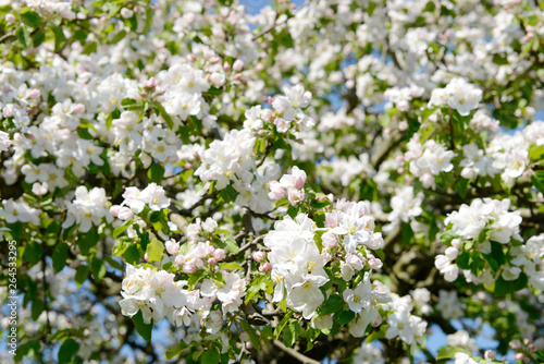 flowering apple blossom on the tree in orchard