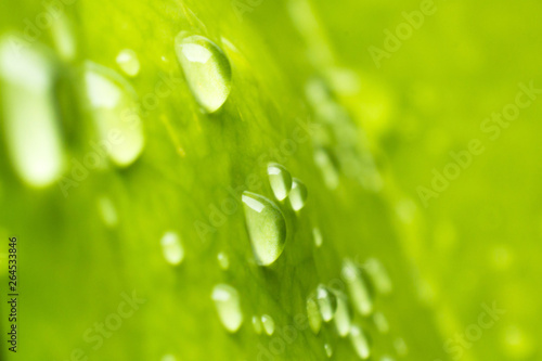 Green leaf with water drops, green background
