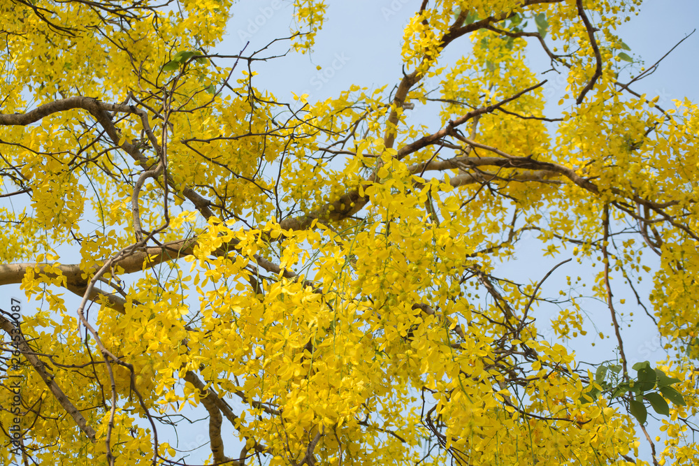 Cassia fistula, known as golden rain tree Cassia fistula, known as golden rain tree