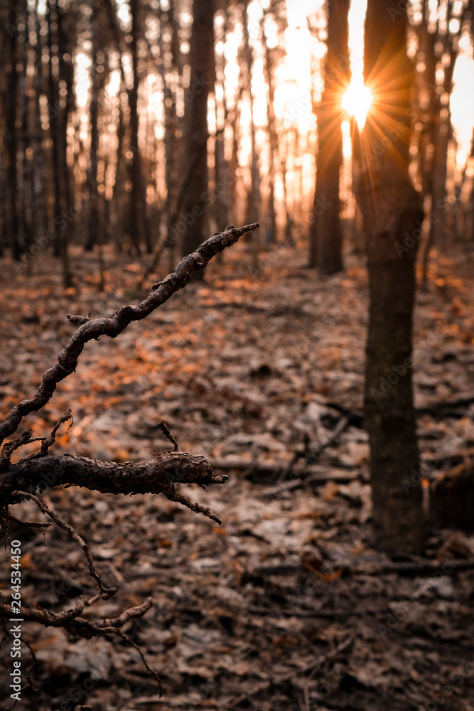 Obraz premium The roots of a fallen tree in the rays of sunset