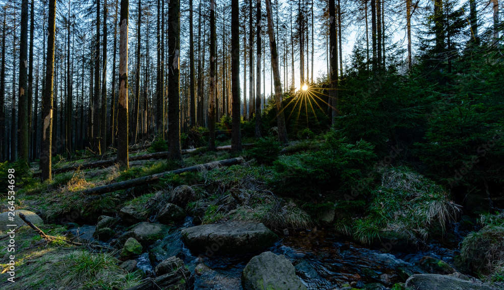 Obraz premium Sonnenstrahlen im wald