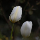 White tulips with dew drops (Lily family, Liliaceae) in spring, Germany.