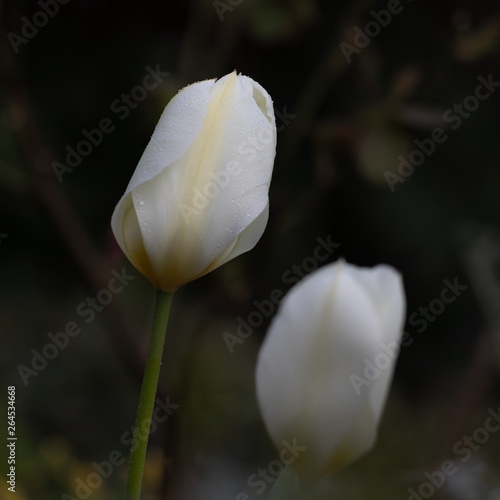 Fototapeta Naklejka Na Ścianę i Meble -  White tulips with dew drops (Lily family, Liliaceae) in spring, Germany.