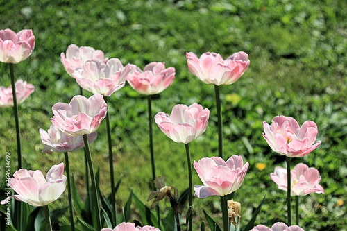 Delicate spring tulips