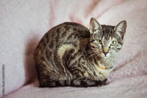 Chat tigré couché sur une couverture rose