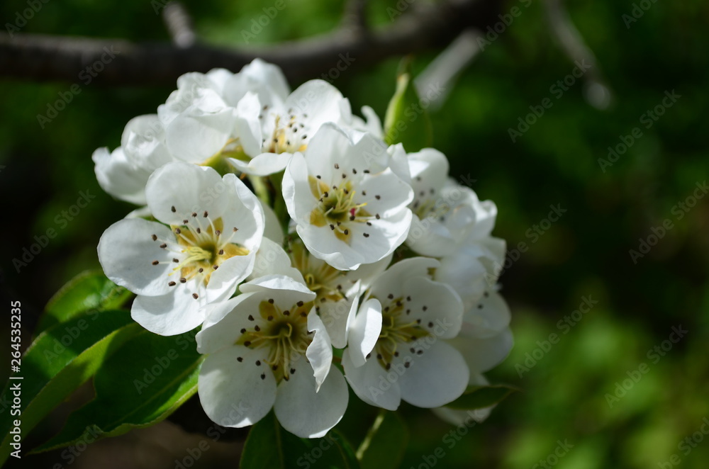 pear branch with white flowers and buds close up pear branch with white flowers and buds close up