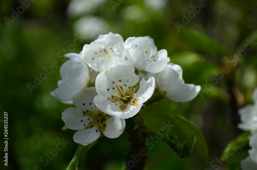 pear branch with white flowers and buds close up
