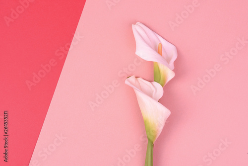 Beautiful pink background with white callas. Delicate flowers