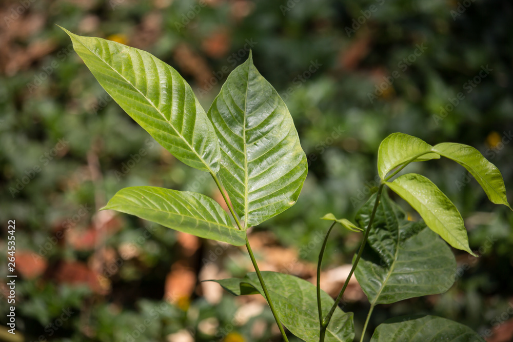 Close up Green Leaf of Santol fruit Close up Green Leaf of Santol fruit