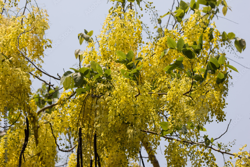 Small Yellow Flower or Cassia fistula flower Small Yellow Flower or Cassia fistula flower