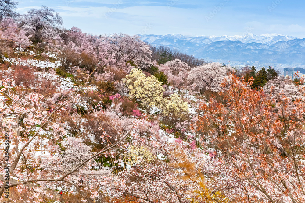 Hanamiyama park is famous during the spring when many kinds of flowers are in bloom. - Image Hanamiyama park is famous during the spring when many kinds of flowers are in bloom. - Image