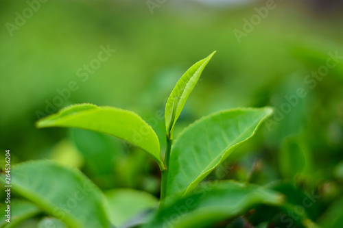 green fresh natural Isolated Tea bud on tea field