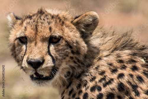 Cheetah face portrait
