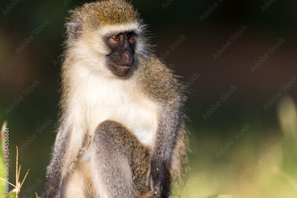 The portrait of a monkey in the savannah of Kenya The portrait of a monkey in the savannah of Kenya