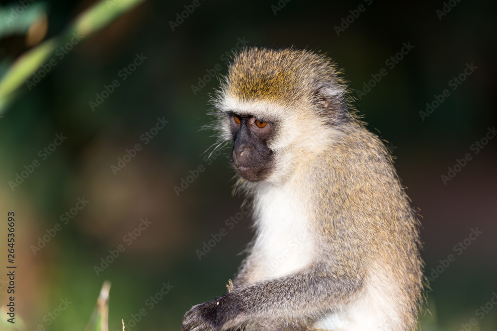 The portrait of a monkey in the savannah of Kenya The portrait of a monkey in the savannah of Kenya