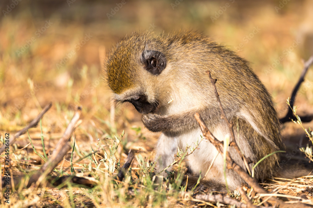 Fototapeta premium A monkey is looking for something in the grass