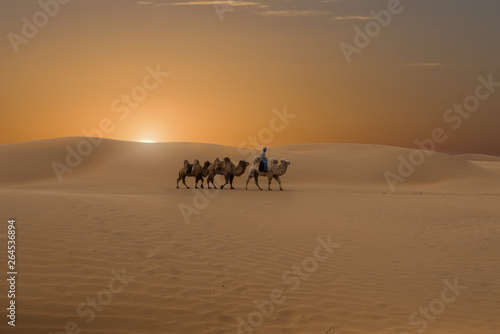 A man with camels riding into the desert of InnerMongolia China