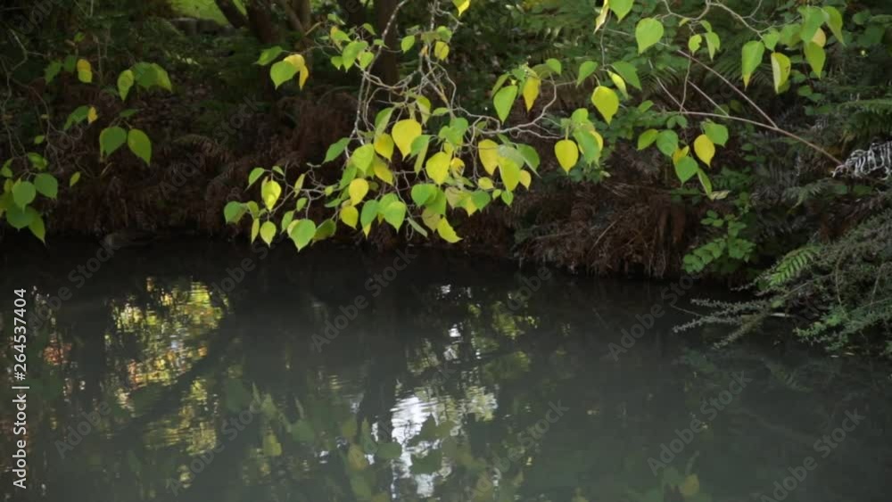Green Leaves Over Pond In Garden, Fresh Plants Over Small Pond Of Water Green Leaves Over Pond In Garden, Fresh Plants Over Small Pond Of Water