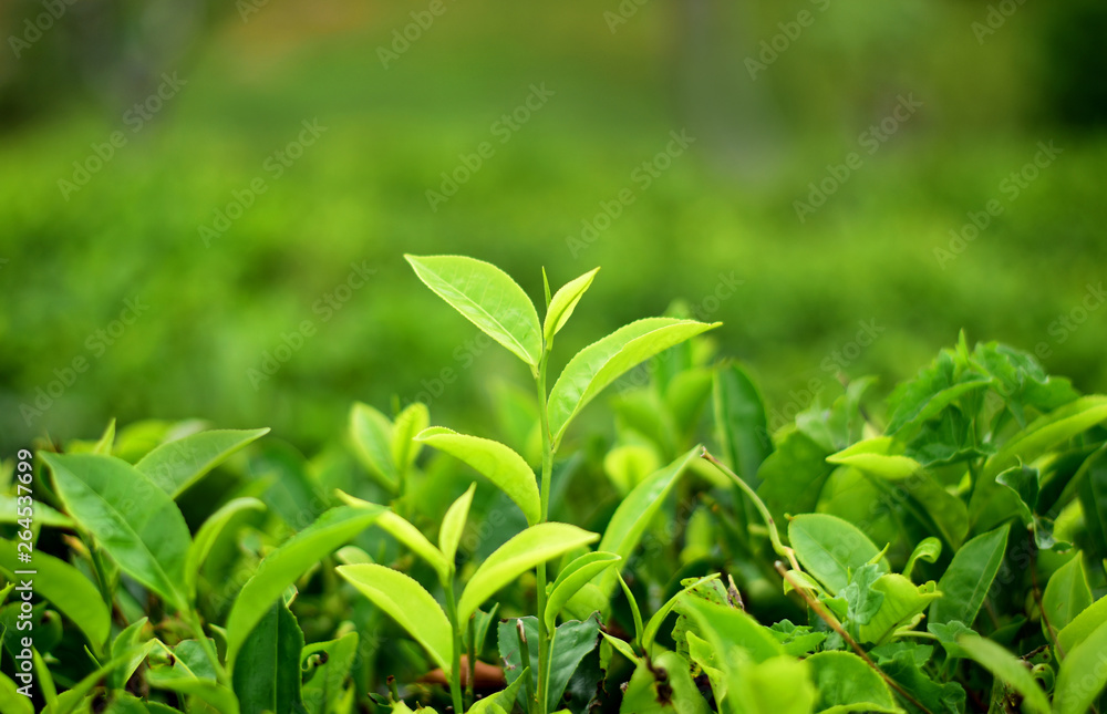 Isolated green Tea bud on tea field Isolated green Tea bud on tea field