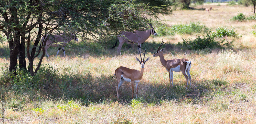 Fototapeta premium Antelope in the middle of the savannah of Kenya