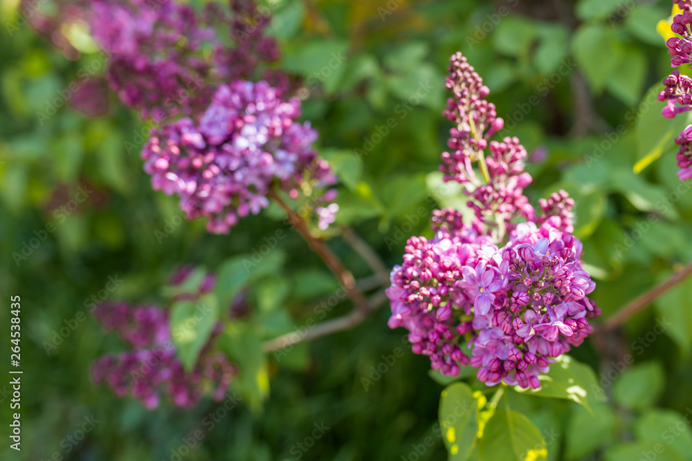 Macro image of spring lilac violet flowers, floral background Macro image of spring lilac violet flowers, floral background