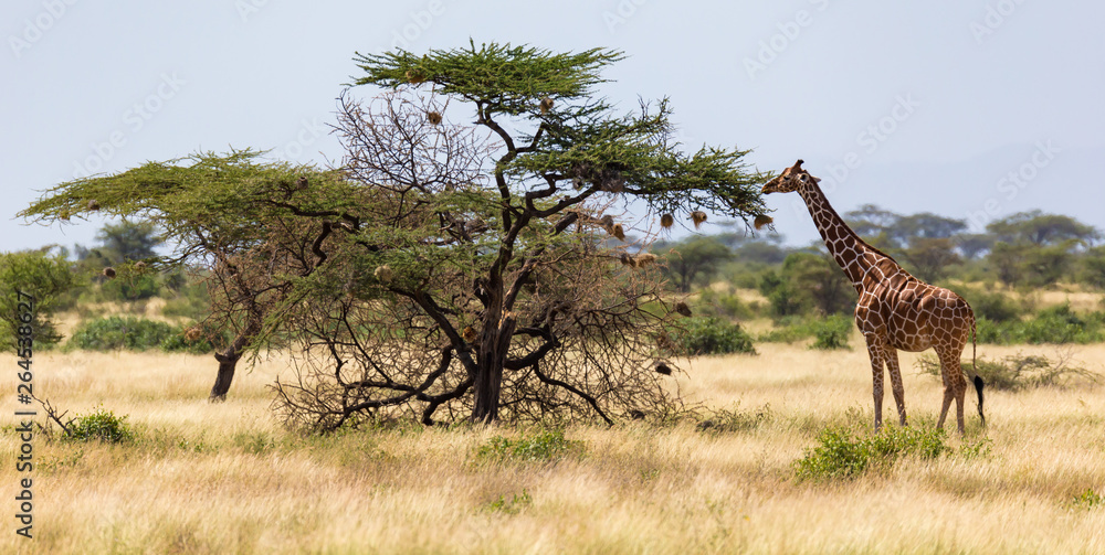 Naklejka premium Giraffes eat leaves from the acacia trees