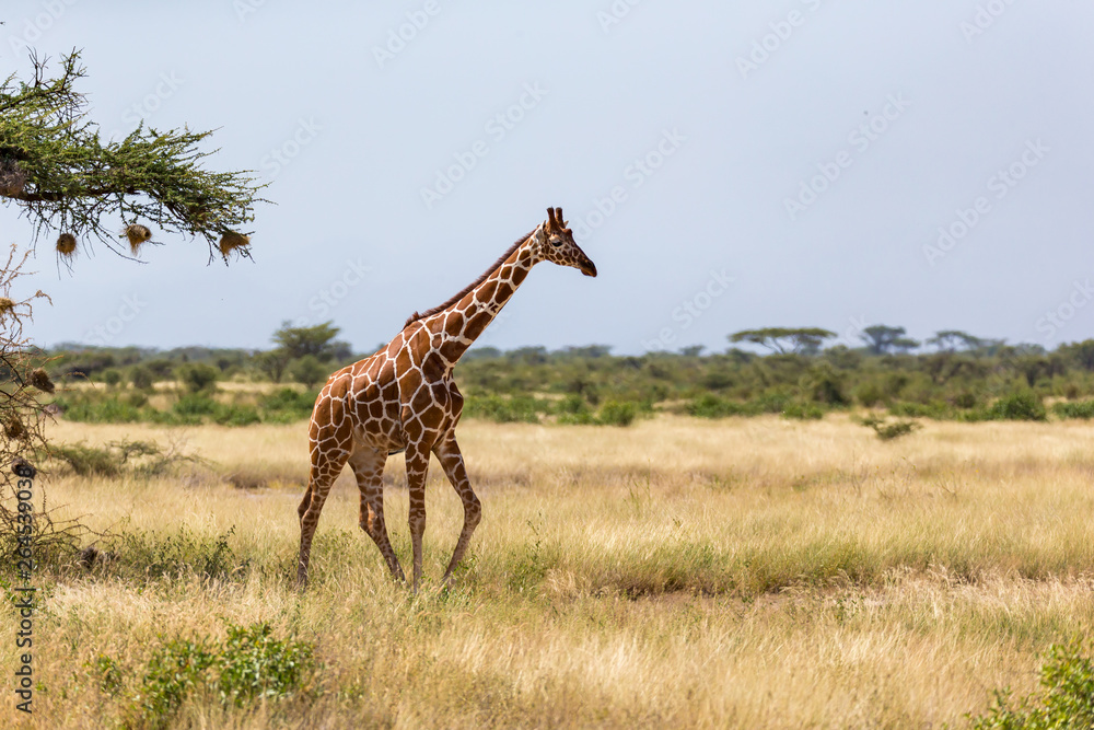 Fototapeta premium Giraffe walk through the savannah between the plants