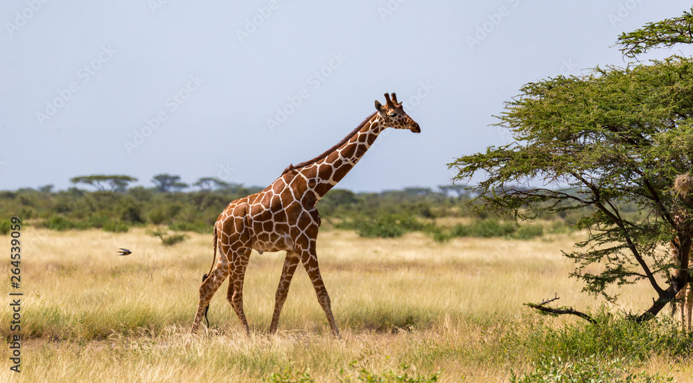 Fototapeta premium Giraffe walk through the savannah between the plants