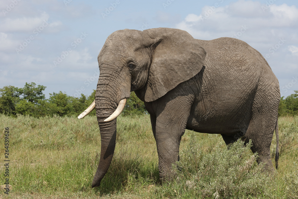 Obraz premium Afrikanischer Elefant / African elephant / Loxodonta africana