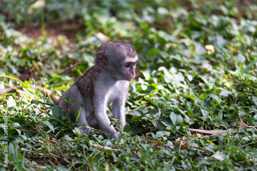 A little monkey is sitting in the grass