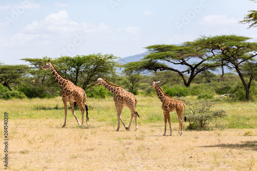 Several giraffes are walking through the grassland