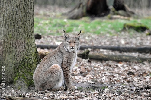 Luchs