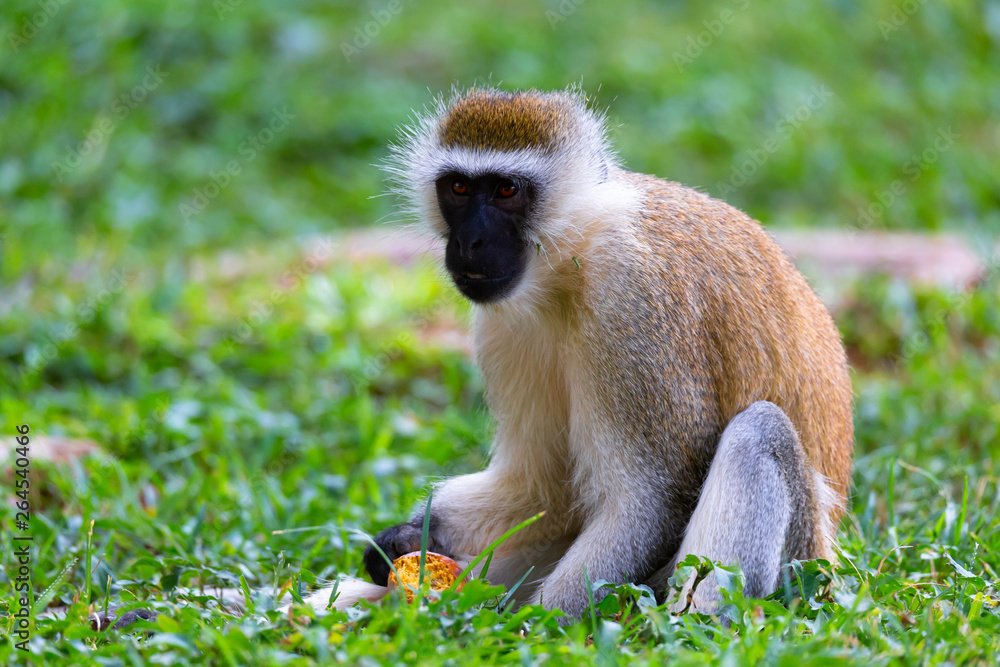 Monkey is doing a fruit meal in the grass Monkey is doing a fruit meal in the grass